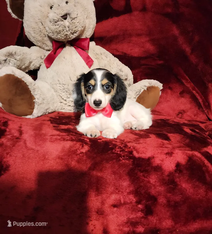 SHASTA – Miniature Dachshund puppy for sale in Polk City, FL