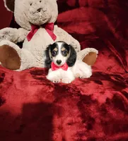SHASTA, a female Miniature Dachshund for sale in Polk City, FL – 1 of 10