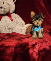 TEDDY, a male Yorkshire Terrier for sale in Polk City, FL – 8 of 10