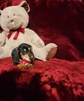 MONTANA, a female Miniature Dachshund for sale in Polk City, FL – 10 of 10