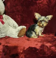 TILLY, a female Yorkshire Terrier for sale in Polk City, FL – 8 of 10