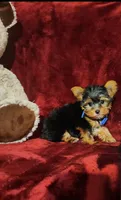 PEANUT, a male Yorkshire Terrier for sale in Polk City, FL – 8 of 10
