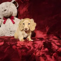 WINNIE, a female Miniature Dachshund for sale in Polk City, FL – 2 of 10