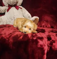 TUCKER , a male Yorkshire Terrier for sale in Polk City, FL – 5 of 10