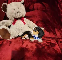 RENO, a male Miniature Dachshund for sale in Polk City, FL – 10 of 10