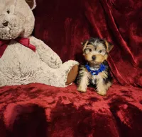 KODY, a male Yorkshire Terrier for sale in Polk City, FL – 4 of 10