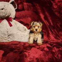 LUCA, a male Yorkshire Terrier for sale in Polk City, FL – 8 of 10