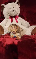 SMORES, a male Miniature Dachshund for sale in Polk City, FL – 8 of 10