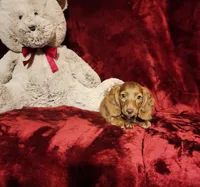 WILLIE, a male Miniature Dachshund for sale in Polk City, FL – 2 of 10