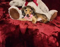 HONEY, a female Miniature Dachshund for sale in Polk City, FL – 7 of 10