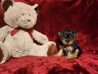 MUGSY, a male Yorkshire Terrier for sale in Polk City, FL – 7 of 10