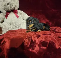 ELI, a male Miniature Dachshund for sale in Polk City, FL – 3 of 10