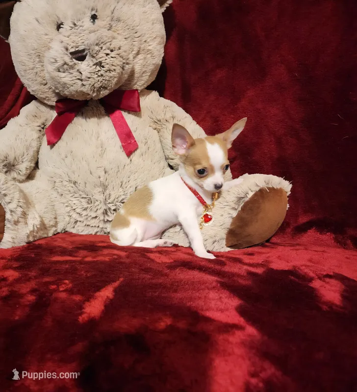 PEACHES – Chihuahua puppy for sale in Polk City, FL