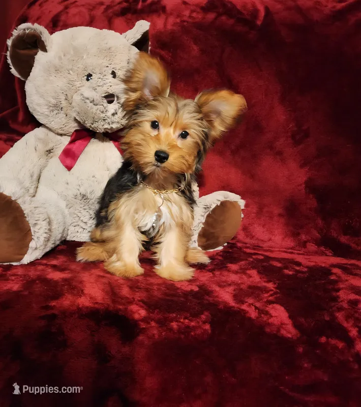 ZOE – Yorkshire Terrier puppy for sale in Polk City, FL