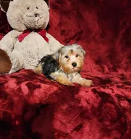 KOBE, a male Yorkshire Terrier for sale in Polk City, FL – 7 of 10