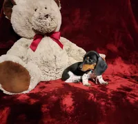 DAKOTA, a male Miniature Dachshund for sale in Polk City, FL – 5 of 10