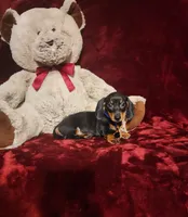 JASPER, a male Miniature Dachshund for sale in Polk City, FL – 7 of 10