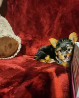 PEANUT, a male Yorkshire Terrier for sale in Polk City, FL – 2 of 10