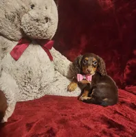 KISSES, a female Miniature Dachshund for sale in Polk City, FL – 5 of 10