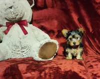 POPPY, a female Yorkshire Terrier for sale in Polk City, FL – 10 of 10