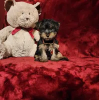 BEAR BEAR , a male Yorkshire Terrier for sale in Polk City, FL – 2 of 10