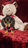 CINDER, a female Miniature Dachshund for sale in Polk City, FL – 6 of 10