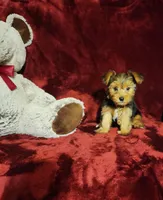 ZOE, a female Yorkshire Terrier for sale in Polk City, FL – 5 of 10