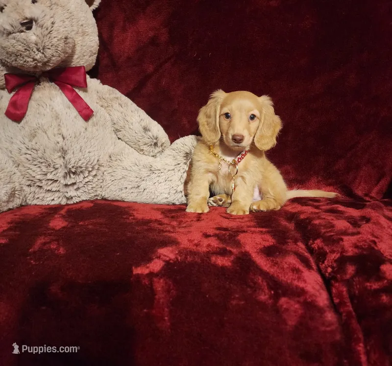 WINNIE – Miniature Dachshund puppy for sale in Polk City, FL