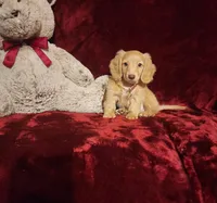 WINNIE, a female Miniature Dachshund for sale in Polk City, FL – 1 of 10