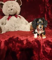 RENO, a male Miniature Dachshund for sale in Polk City, FL – 2 of 10