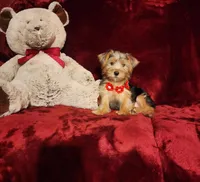 WINSTON, a male Yorkshire Terrier for sale in Polk City, FL – Photo 3 of 10