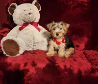 WINSTON, a male Yorkshire Terrier for sale in Polk City, FL – Photo 8 of 10