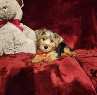 WINSTON, a male Yorkshire Terrier for sale in Polk City, FL – Photo 2 of 10