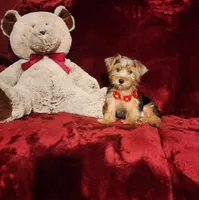 WINSTON, a male Yorkshire Terrier for sale in Polk City, FL – Photo 10 of 10