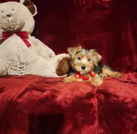 WINSTON, a male Yorkshire Terrier for sale in Polk City, FL – Photo 4 of 10