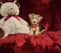 WINSTON, a male Yorkshire Terrier for sale in Polk City, FL – Photo 1 of 10