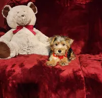 WINSTON, a male Yorkshire Terrier for sale in Polk City, FL – Photo 7 of 10