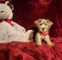 WINSTON, a male Yorkshire Terrier for sale in Polk City, FL – Photo 5 of 10