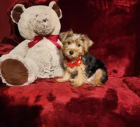 WINSTON, a male Yorkshire Terrier for sale in Polk City, FL – Photo 6 of 10