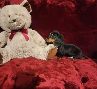 ELI, a male Miniature Dachshund for sale in Polk City, FL – 6 of 10