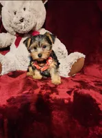CHLOE, a female Yorkshire Terrier for sale in Polk City, FL – 4 of 10