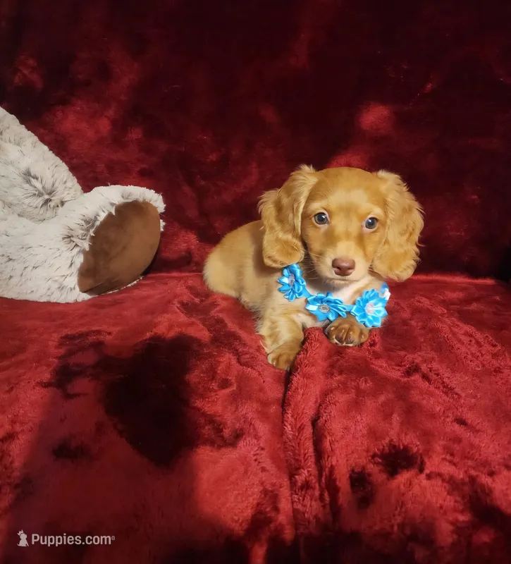 PEACHES  – Miniature Dachshund puppy for sale in Polk City, FL