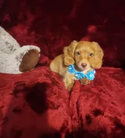 PEACHES , a female Miniature Dachshund for sale in Polk City, FL – 1 of 10