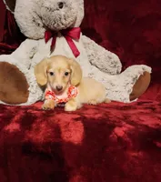 BUTTERCUP, a female Miniature Dachshund for sale in Polk City, FL – 4 of 10