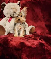 TILLY, a female Yorkshire Terrier for sale in Polk City, FL – 9 of 10