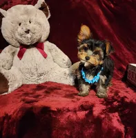 TEDDY, a male Yorkshire Terrier for sale in Polk City, FL – 2 of 10