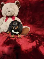 WILLOW, a female Miniature Dachshund for sale in Polk City, FL – 5 of 10