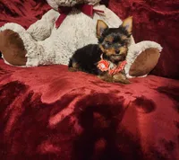 POPPY, a female Yorkshire Terrier for sale in Polk City, FL – 5 of 10