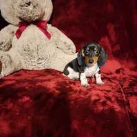 DAKOTA, a male Miniature Dachshund for sale in Polk City, FL – 7 of 10