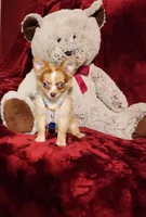 MANGO, a male Chihuahua for sale in Polk City, FL – 5 of 10